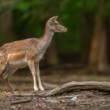 Daniel škvrnitý, Fallow deer (Dama dama)