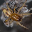 Clubiona leucaspis