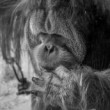 Orangutan