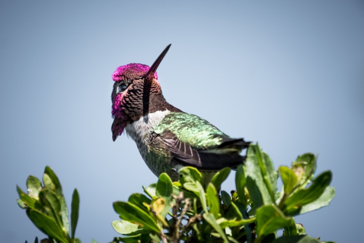 Kolibrík (Čmeľovec Annin)