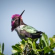 Kolibrík (Čmeľovec Annin)
