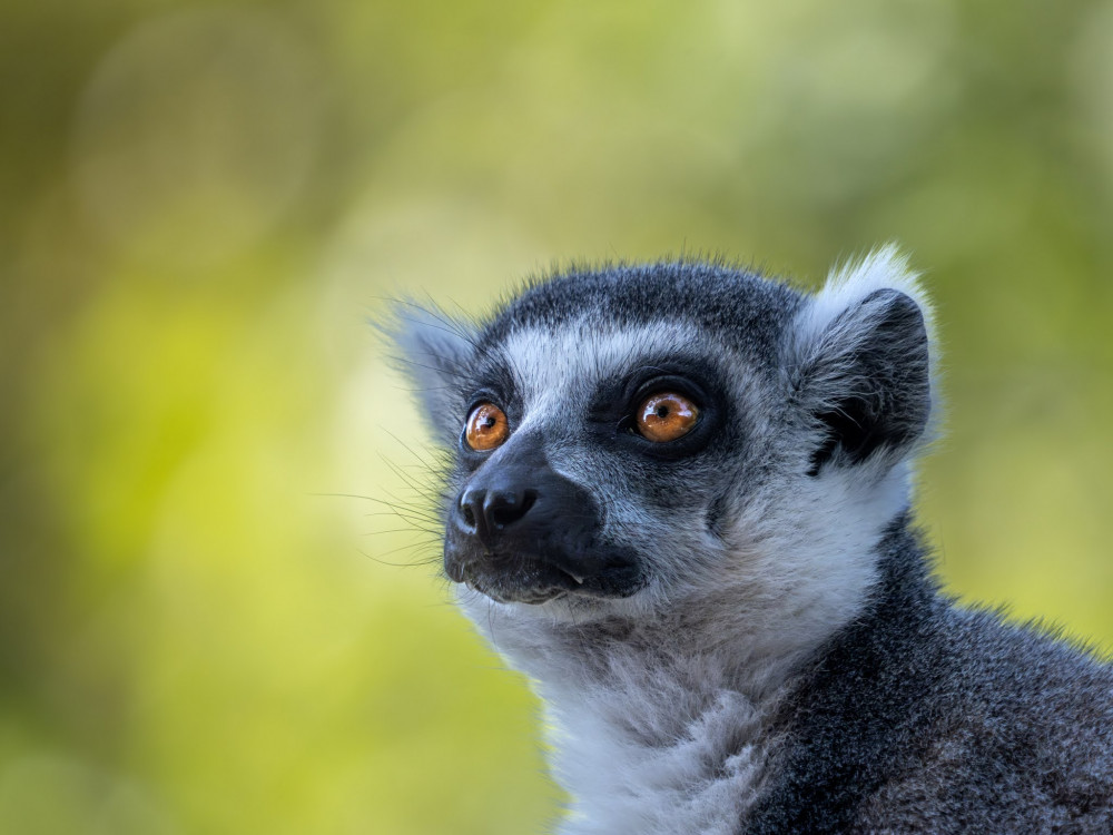 Lemur