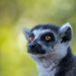 Lemur