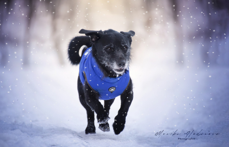 Zimný portrét psa.