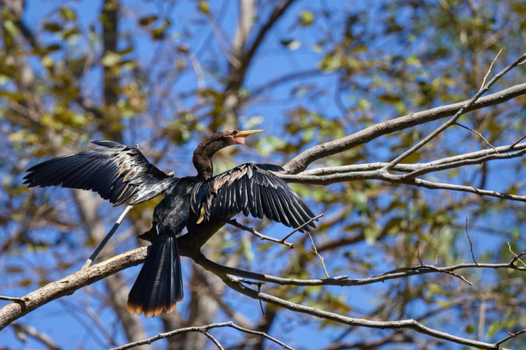 Anhinga americká