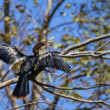 Anhinga americká
