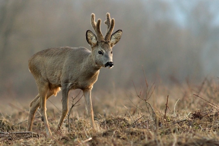 Capreolus capreolus