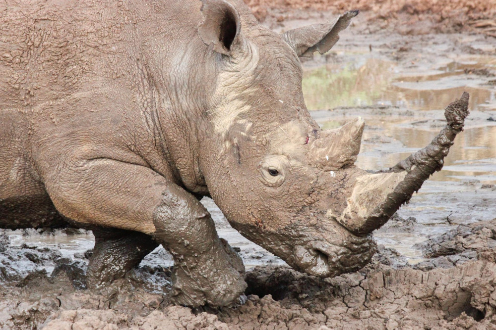 White rhino Wellness