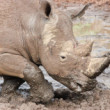 White rhino Wellness