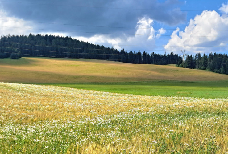 Linie