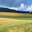 Linie