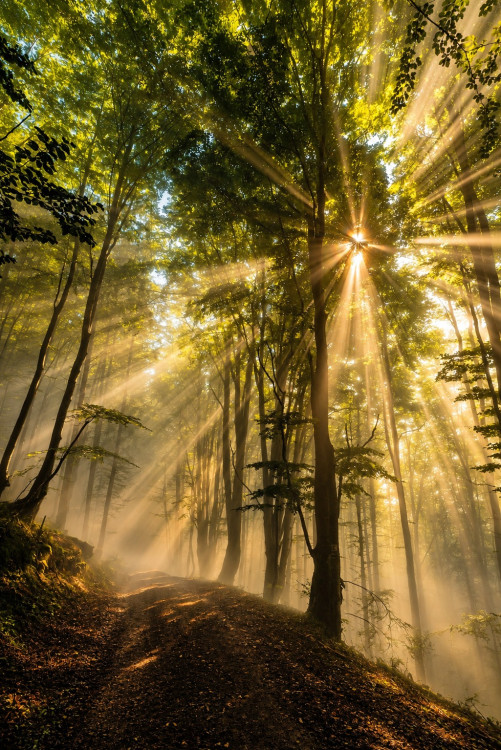 Fiat Lux