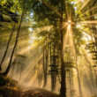 Fiat Lux