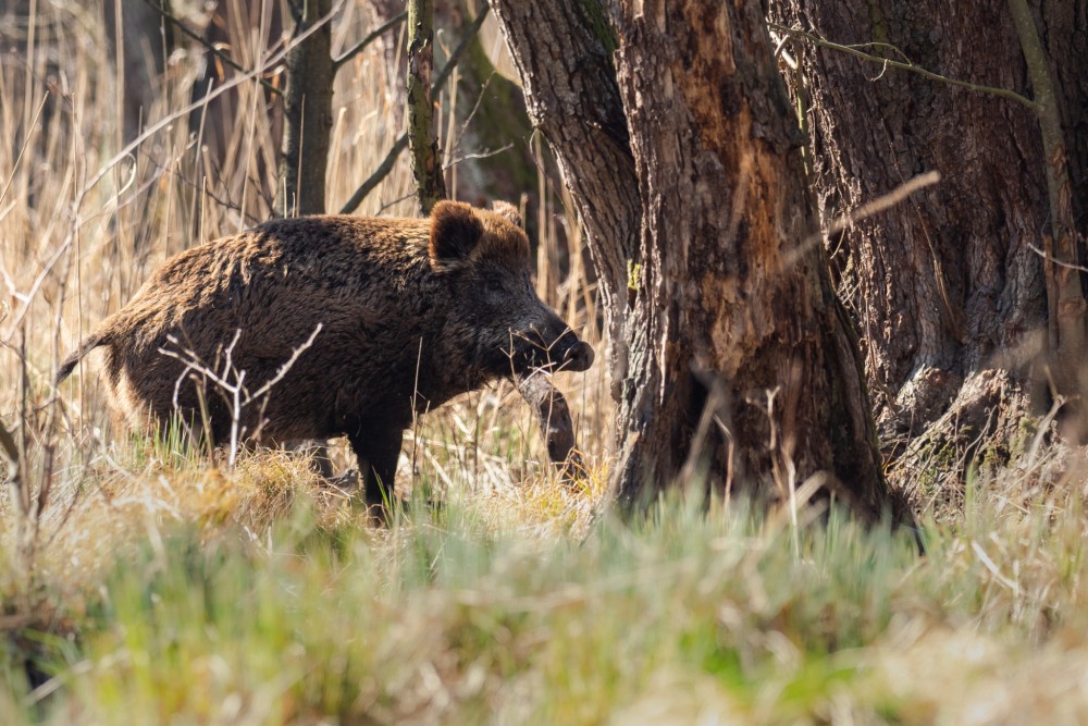 Diviak lesný, The wild boar (Sus scrofa)