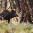 Diviak lesný, The wild boar (Sus scrofa)