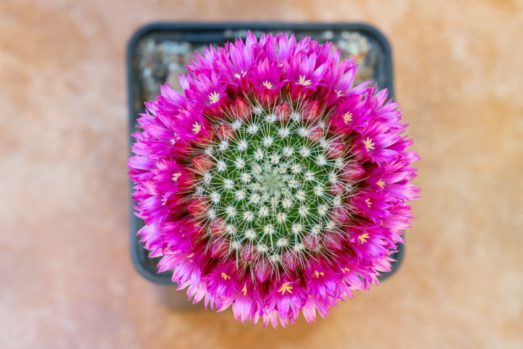 Mamillaria sp.