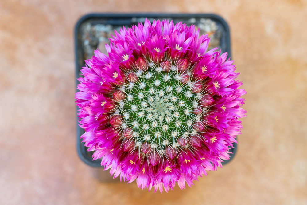 Mamillaria sp.