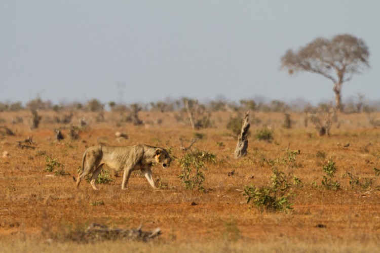 Lev pustinný (Panthera leo)