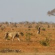 Lev pustinný (Panthera leo)