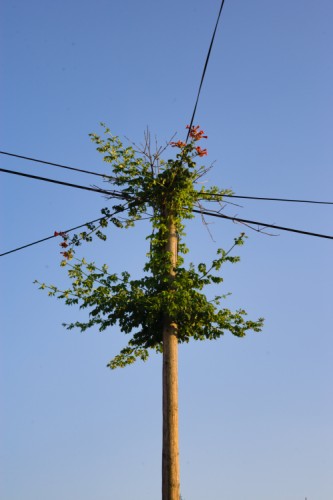 telefónny stĺp v rozkvete