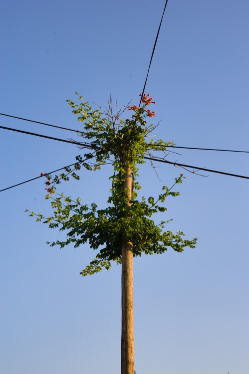 telefónny stĺp v rozkvete