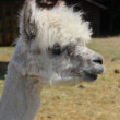 lama alpaka