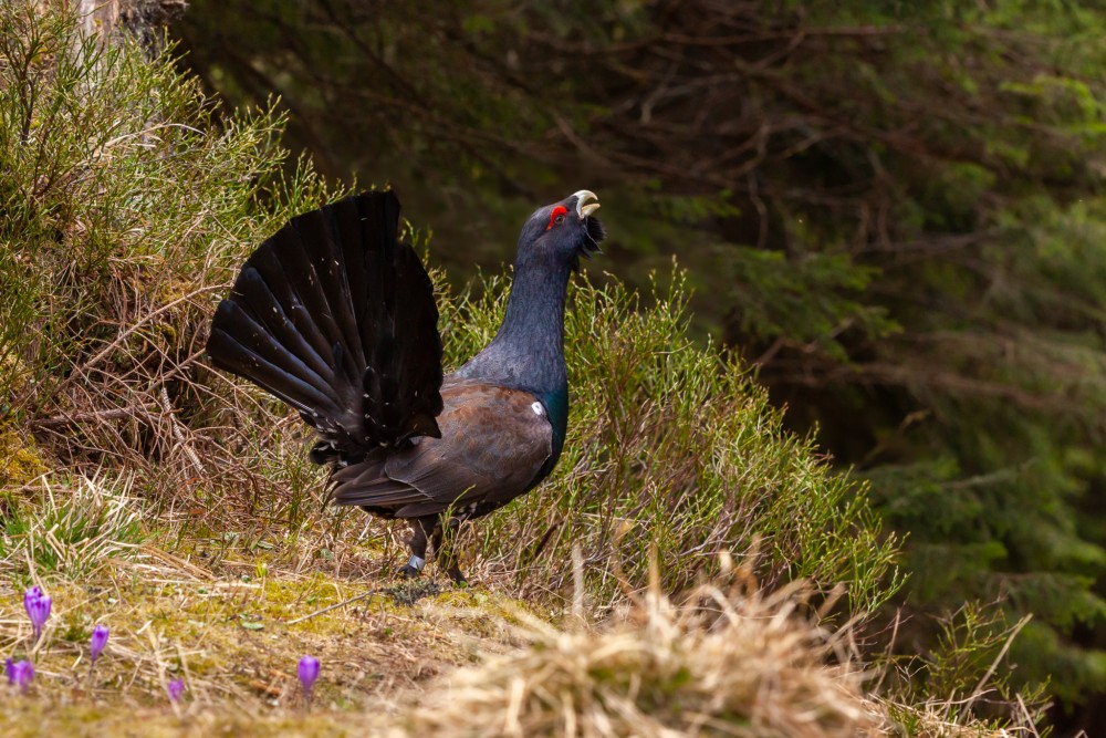 Hlucháň hôrny, The western capercaillie  (Tetrao urogallus)