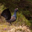 Hlucháň hôrny, The western capercaillie  (Tetrao urogallus)
