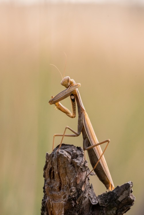 Modlivka zelená/Mantis religiosa