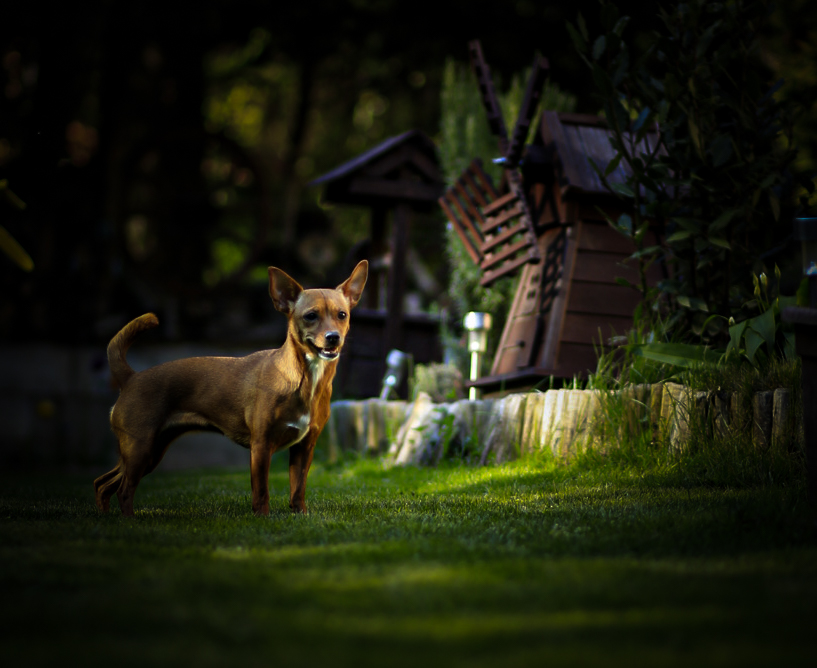 Lucy