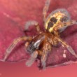 Amaurobius fenestralis
