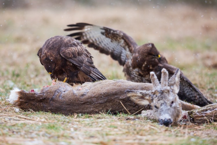 myšiak hôrny (Buteo buteo)