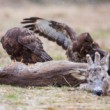 myšiak hôrny (Buteo buteo)