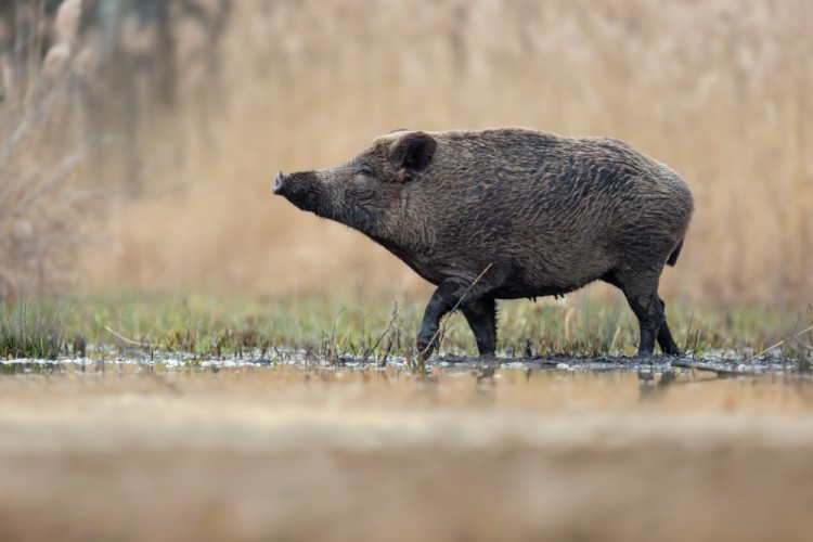 Diviak lesný, The wild boar (Sus scrofa)