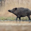 Diviak lesný, The wild boar (Sus scrofa)