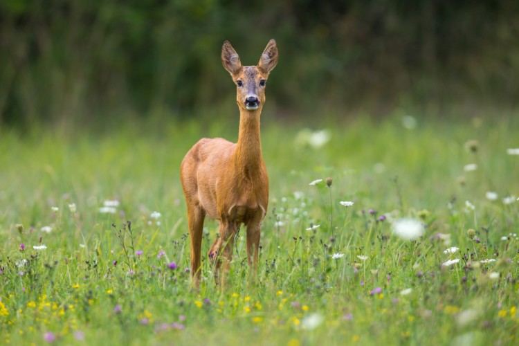 Srna lesná (Capreolus capreolus)