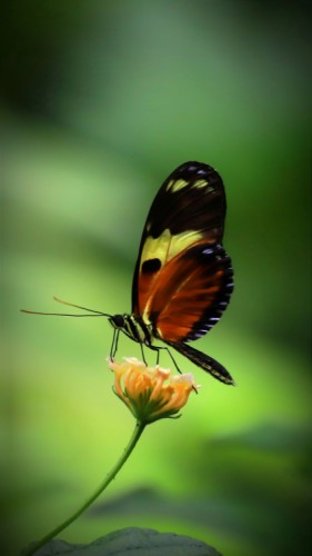 heliconius ismenius