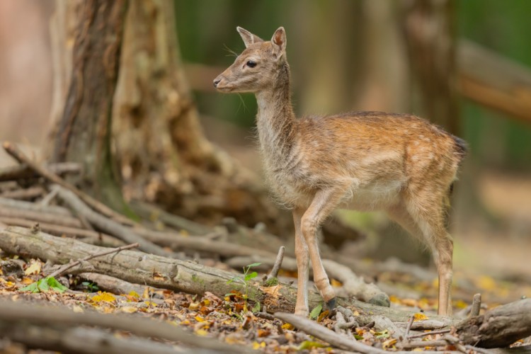 Daniel škvrnitý, Fallow deer (Dama dama)