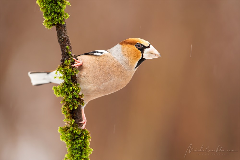 Coccothraustes coccothraustes (glezg hrubozobý)