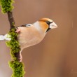 Coccothraustes coccothraustes (glezg hrubozobý)