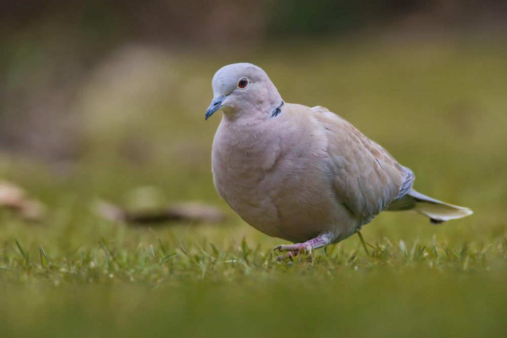 Hrdlička záhradná