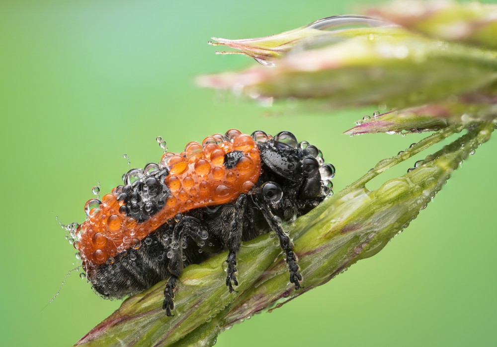 Clytra quadripunctata