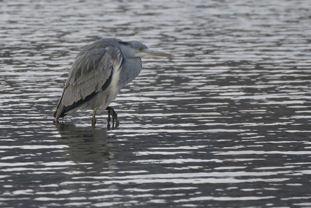 Ardea cinerea