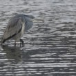 Ardea cinerea