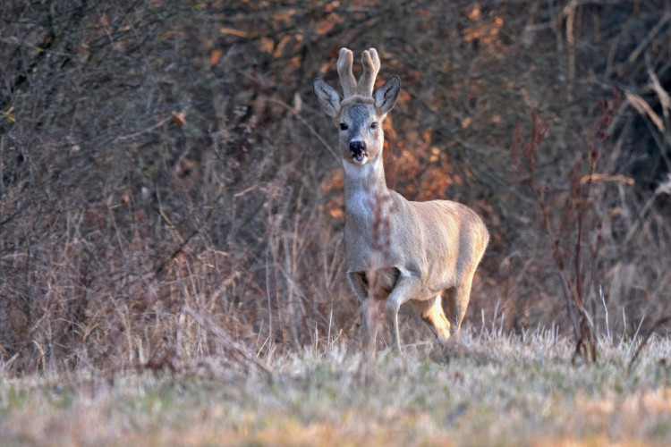 Capreolus capreolus