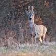 Capreolus capreolus
