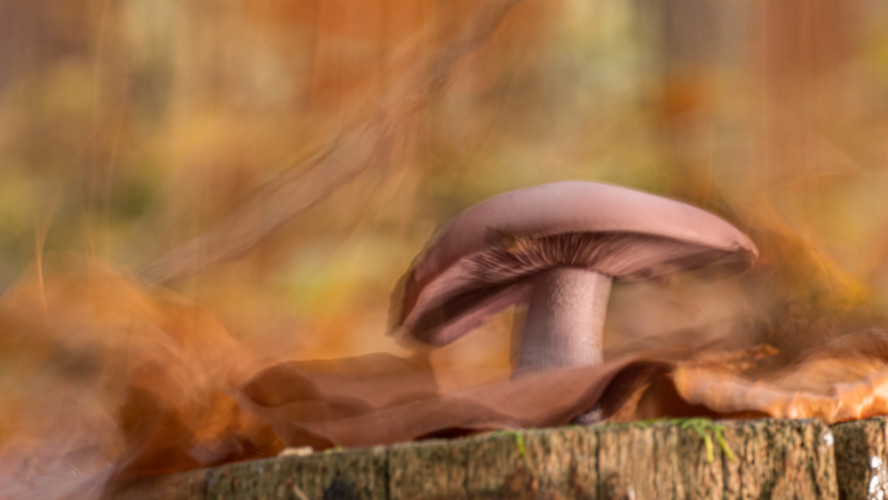 Pôvabný experiment