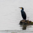 Kormorán veľký