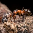 Súboj mravcov