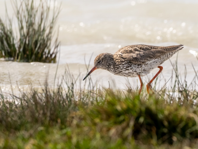 Tringa totanus - Kalužiak červenonohý